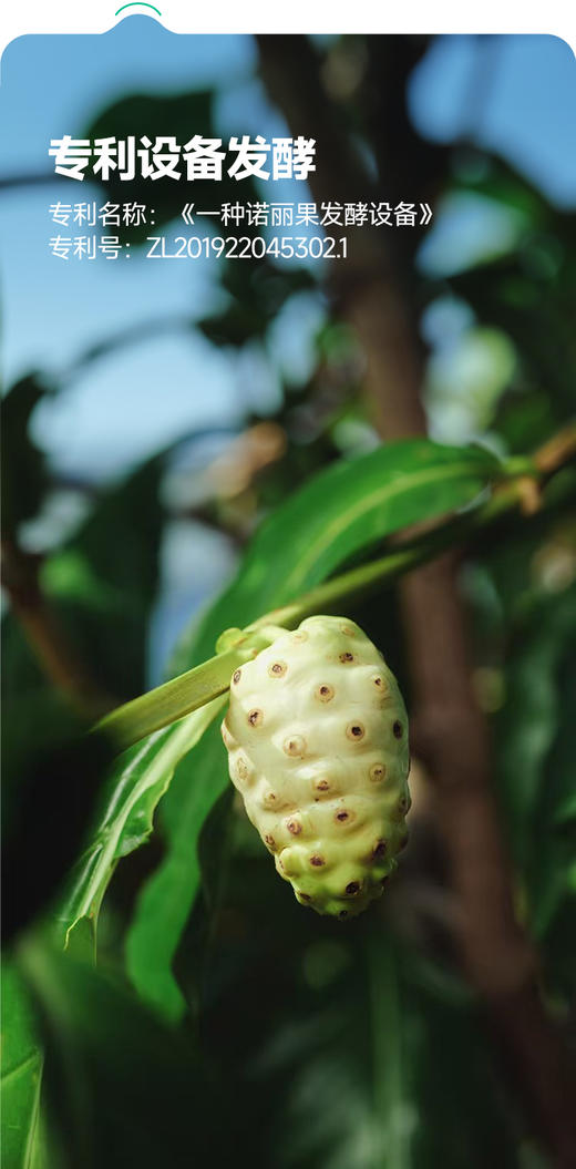 【有机诺丽酵素原液、诺丽蓝莓果饮】 有机种植 不打农药 自然发酵放心饮用【AA】 商品图5