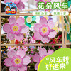 户外春天花朵风车手工diy儿童制作材料包幼儿园旋转装饰玩具环创 商品缩略图4