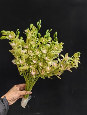 精品小花蕙兰春日鲜切花