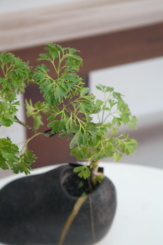 羽叶福禄桐 商品图2