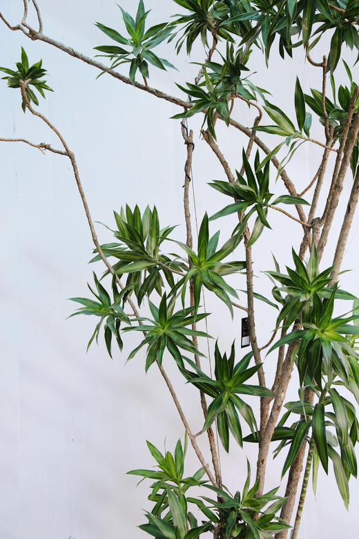 老桩金心百合竹 商品图2