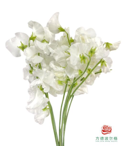 豌豆花 白色 商品图0