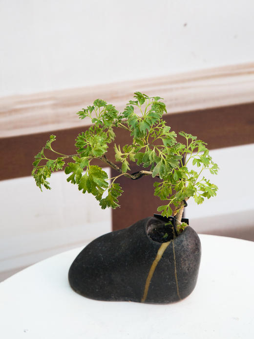 羽叶福禄桐 商品图0