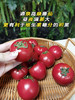 🍅戈壁滩上种植，祁连山雪水灌溉❗️【国内极少高甜品种 99.99%人没吃过-甘肃酒泉-高糖西红柿】25°早晚温差-糖分更高，1对1人工甄选，多倍高于普通番茄VC含量❗️ 商品缩略图11