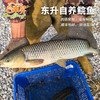 东升农场自养鲩鱼 蔬菜喂养 肉质瘦身紧致清甜  鲜活发货 商品缩略图0