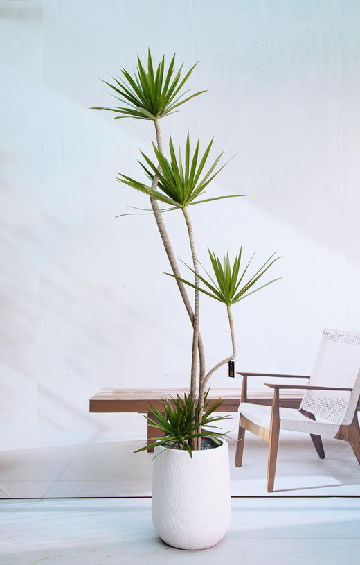 造型青叶千年木 商品图0