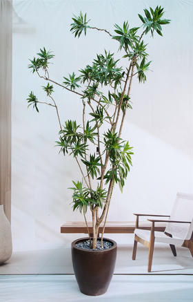 老桩金心百合竹