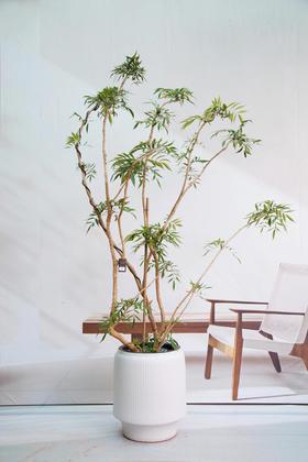 造型十大功劳