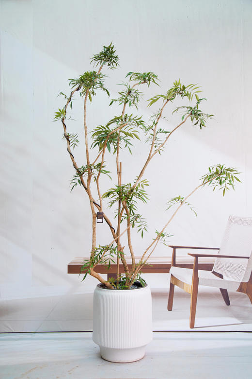 造型十大功劳 商品图0