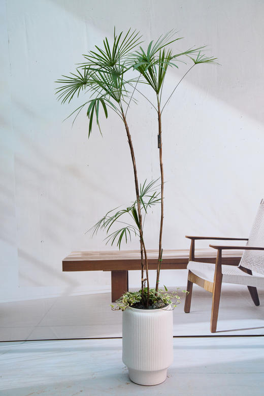 金山棕 商品图0