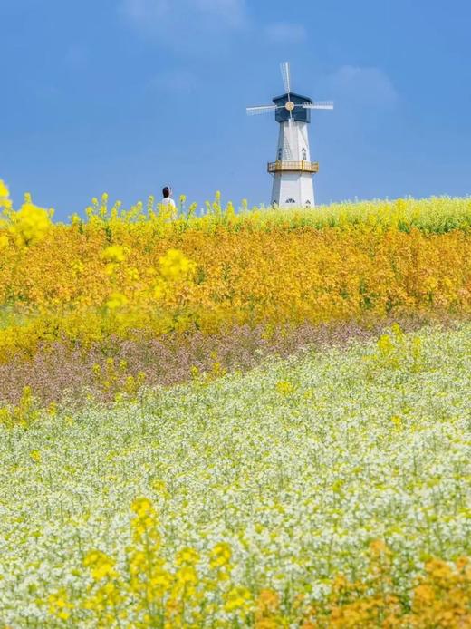 高铁江南,江苏盐城-住进水上森林,赏世界四大花海之一,全程美食,人文放松之旅|5~14岁亲子 商品图1