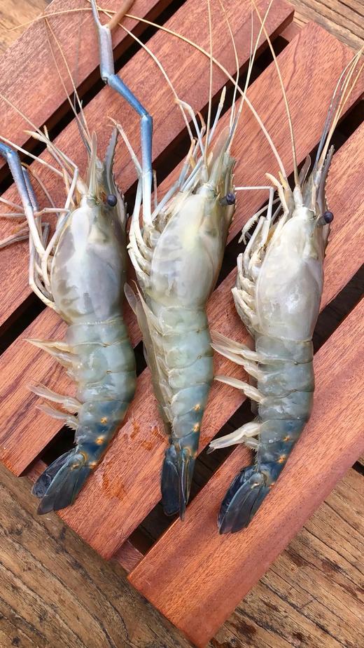 【京东包邮】稀罕货特大号罗氏虾市场上难见的规格个体肥大且肉质鲜嫩虾膏近似蟹黄新鲜度非常好基地直邮 商品图4