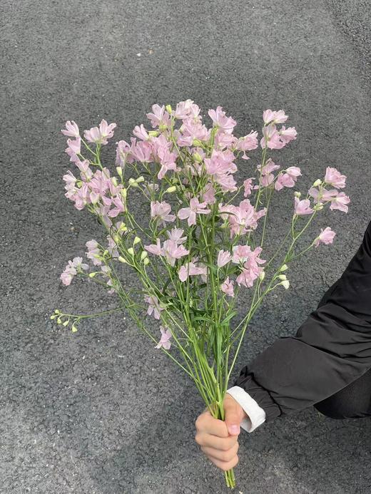 日本进口小飞燕鲜切花 商品图5