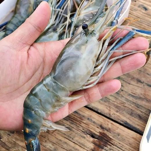 【京东包邮】稀罕货特大号罗氏虾市场上难见的规格个体肥大且肉质鲜嫩虾膏近似蟹黄新鲜度非常好基地直邮 商品图0