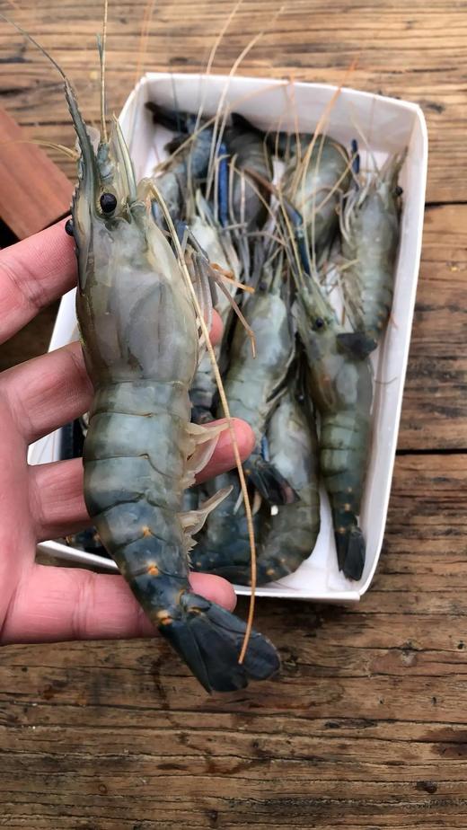 【京东包邮】稀罕货特大号罗氏虾市场上难见的规格个体肥大且肉质鲜嫩虾膏近似蟹黄新鲜度非常好基地直邮 商品图2