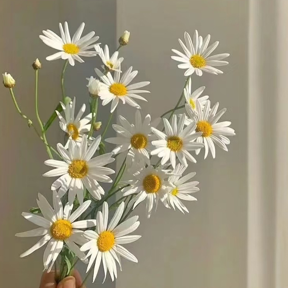 配花-迷你菊-白色(冰菊)