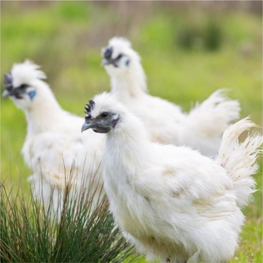 乌鸡【XJ】 商品图0