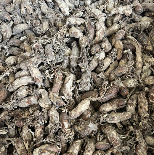 【野生金蝉花】纯野生 精品货 新货包邮 商品图5