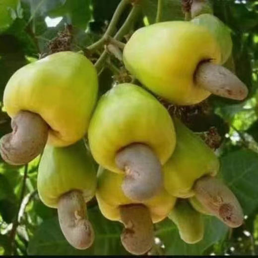 【原味腰果】德宏天然腰果 原汁原味无添加 去皮更安全 直接食用/烘焙/等 新货包邮 商品图2