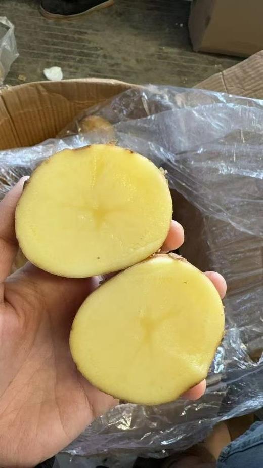 沙地土豆1.2元1斤，明天到 商品图2