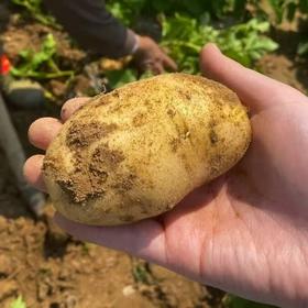 沙地土豆1.5元1斤，明天到