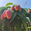 树熟蜜香妃芒果4斤（标准果，顺丰产地直发） 商品缩略图2