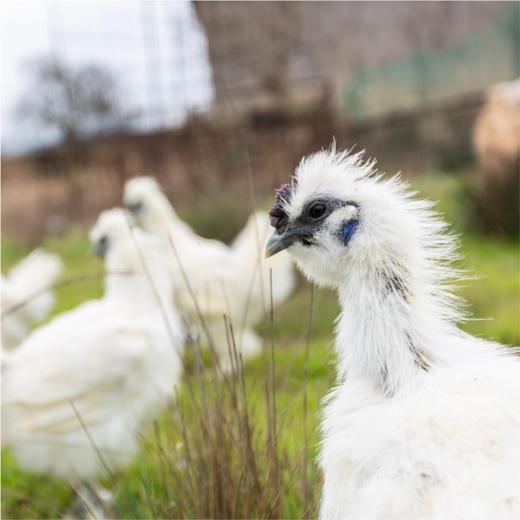 乌鸡【XJ】 商品图2