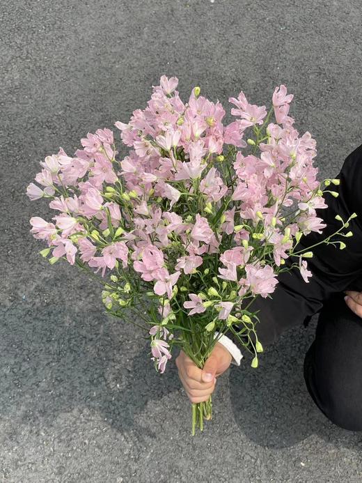 日本进口小飞燕鲜切花 商品图6