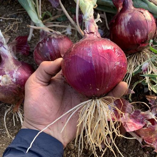 云南 有机洋葱 商品图2