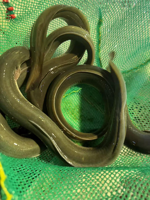 德清河鳗鱼45元/袋350-400g左右鲜活 ， 次日到 商品图1