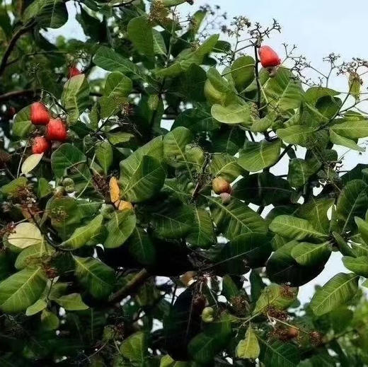 【原味腰果】德宏天然腰果 原汁原味无添加 去皮更安全 直接食用/烘焙/等 新货包邮 商品图4