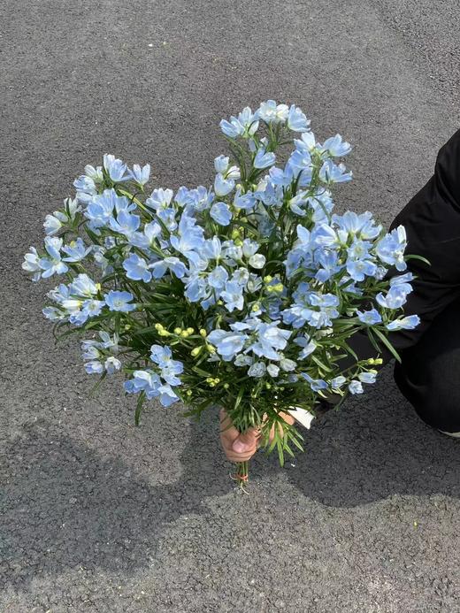 日本进口小飞燕鲜切花 商品图7