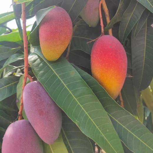 树熟蜜香妃芒果4斤（标准果，顺丰产地直发） 商品图1
