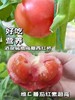 🍅戈壁滩上种植，祁连山雪水灌溉❗️【国内极少高甜品种 99.99%人没吃过-甘肃酒泉-高糖西红柿】25°早晚温差-糖分更高，1对1人工甄选，多倍高于普通番茄VC含量❗️ 商品缩略图2