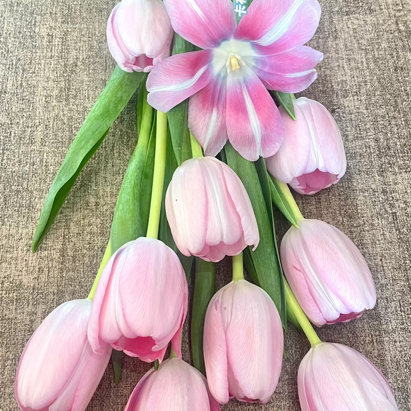 海盛郁金香-深粉色-10枝/扎