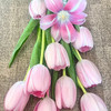 海盛郁金香-深粉色-10枝/扎 商品缩略图0