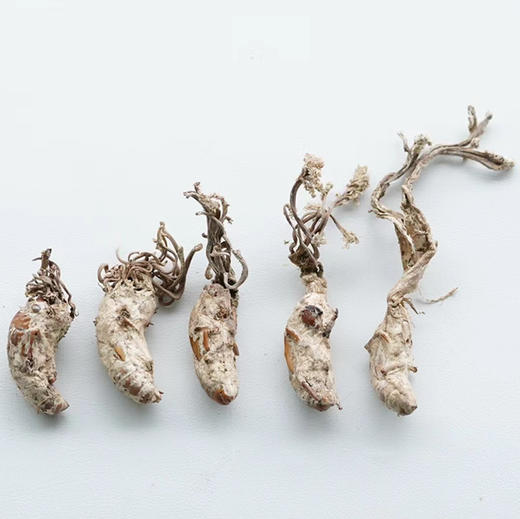 【野生金蝉花】纯野生 精品货 新货包邮 商品图3