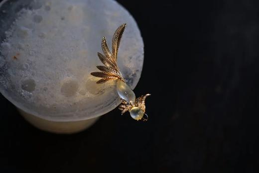 倒挂金钟小鹦鹉 商品图5