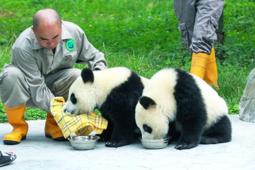 【2025熊猫亲子营】 专属大熊猫义工科研，小熊猫体验，安仁古镇慢享民国穿越，三星堆，建川博物馆大咖讲解 商品图0