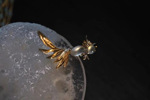 倒挂金钟小鹦鹉 商品图3