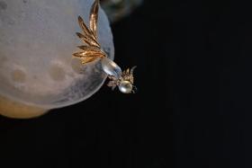 倒挂金钟小鹦鹉