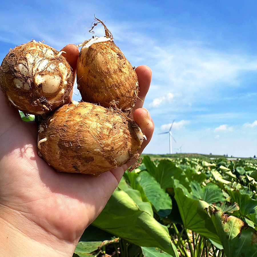 『沂蒙山牛奶小芋头』软糯粉香，细腻滑嫩，芋肉乳白