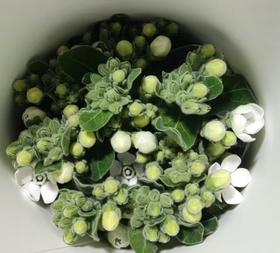 配花 | 圆瓣蓝星花白色