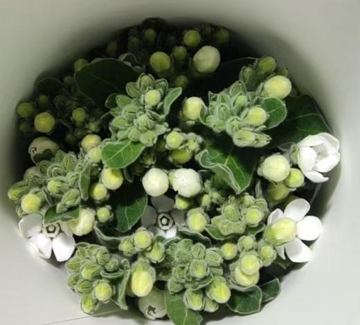 配花 | 圆瓣蓝星花白色 商品图0