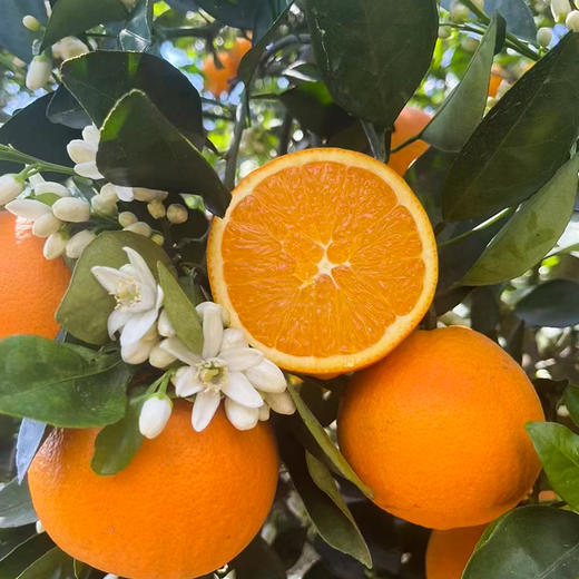 秭归【伦晚帝王橙】饱满多汁 香甜爽口 现摘现发 新鲜直达！ 商品图1
