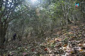  2025茶山日记9｜这是2025年又一个震撼且惊喜的森林茶 
