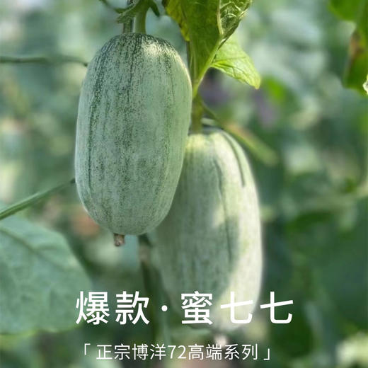 贝壳  蜜七七高糖酥脆无渣 嘎嘣脆甜 ✅超高糖度 ✅可食率高 ✅营养丰富 商品图3