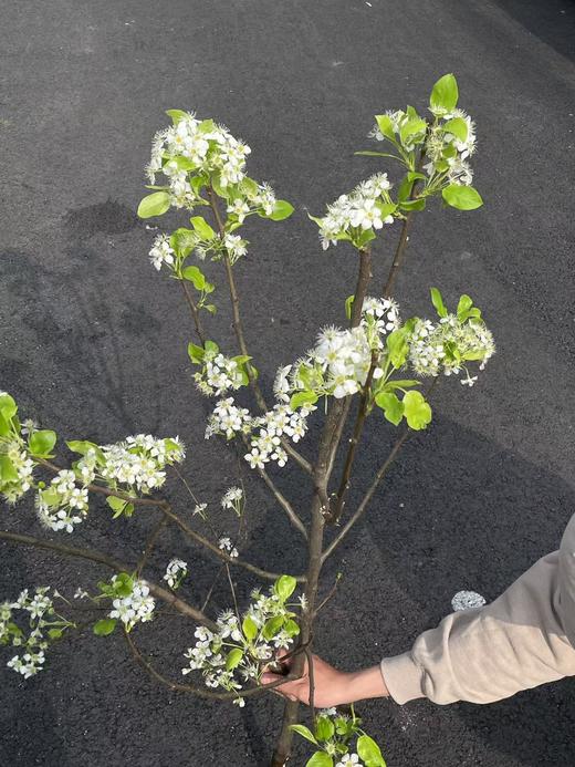 白色梨花花枝条鲜切花2-3支 商品图6