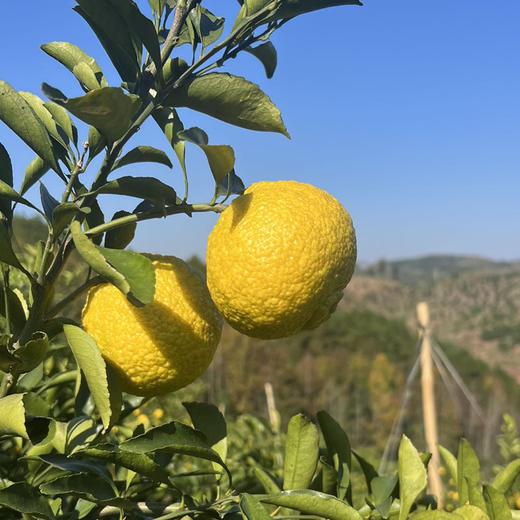 疯抢中！！【荣获农博会金奖】【洪江纯正黄金贡柚】清甜无酸 果粒分明 维C卫士老少皆宜 5斤/10斤/送手提彩箱装 商品图11