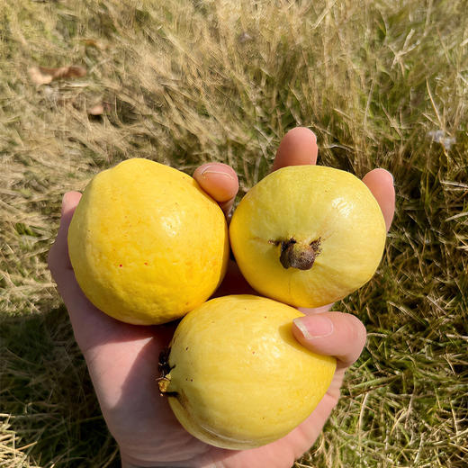 基地直发| 陈老师生态芭乐（赠送当地酸梅粉2包） 商品图5